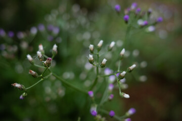 Cyanthillium is a genus of tropical plants in the ironweed tribe in the sunflower family