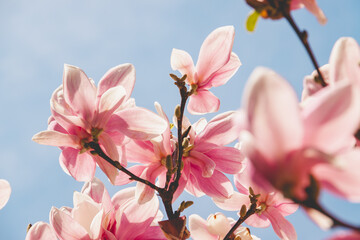 Magnolia flowers blooming among the branches of the tree in spring, against a blue sky background
