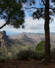 Obraz premium Mountain landscape between trees in Gran Canaria