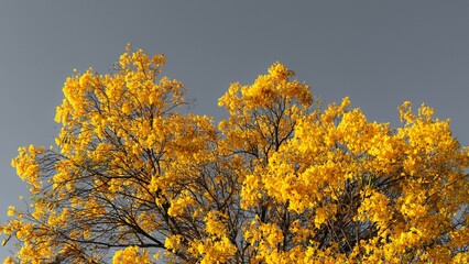 Fototapeta premium yellow ipe with gray sky