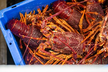 unloading a fishing boat and using scales to weight lobster. Catching live Lobster in America. Fishing crayfish in Tasmania Australia. ready for chinese new year
