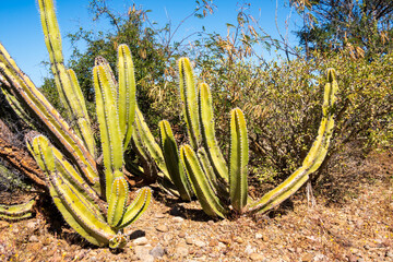 Close up of a cactus and it's thorns: Bahía Concepción, Sea of Cortez, Baja de California Sur, Mexico	