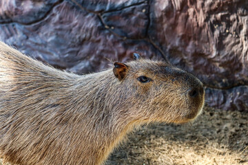 Capybara lying on grass ground / Sleeping capybaras on summer day in the capybara farm