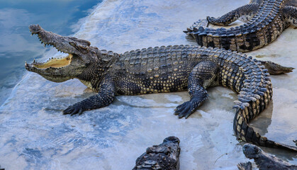 Close-up portrait of crocodile  is opening its mouth at the crocodile farm in Thailand Zoo