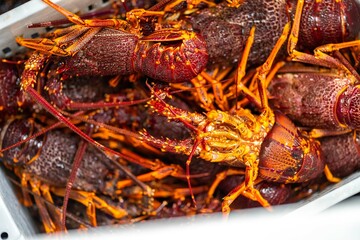 fish market with fish and crustations. seafood