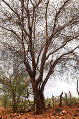Fototapeta na wymiar dry tree of the caatinga in the sertão of brazil. state of pernambuco 