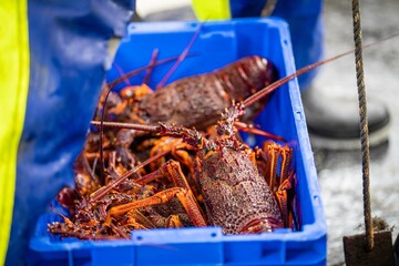 unloading a fishing boat and using scales to weight lobster. Catching live Lobster in America....