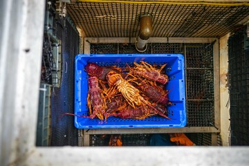fish market with fish and crustations. seafood