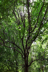 BRAZILIAN CAATINGA BIOME TREES