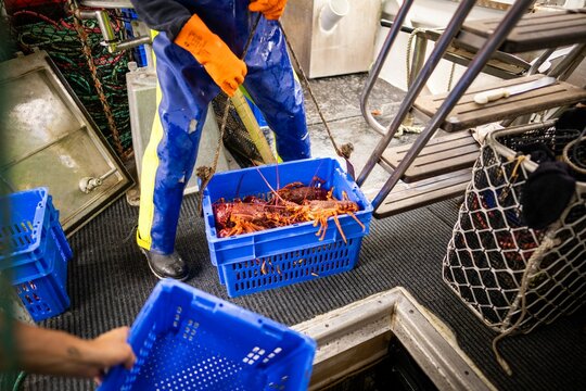 fish market with fish and crustations. seafood