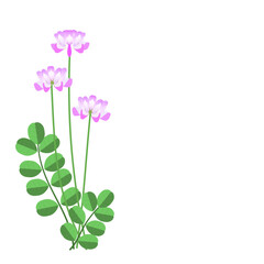 Milk vetch with pink flowers on white background