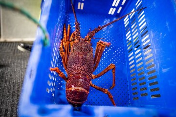 unloading a fishing boat and using scales to weight lobster. Catching live Lobster in America....
