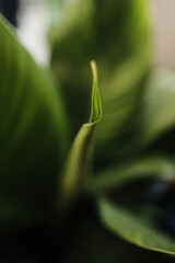 close up of a sprout