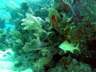 Yellow, striped fish on the reef, off the coast of Utila, Honduras