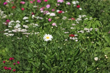 Obraz premium wildflowers growing in the sunny fields