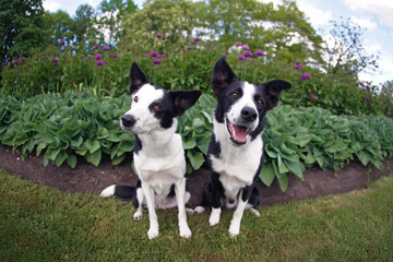 Two cute black and white short-haired Border Collie dogs (male and female) posing together sitting in a park next to a flowerbed with purple Allium flowers in summer. Wide angle view