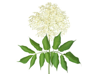 White flower of black elder tree isolated, Sambucus