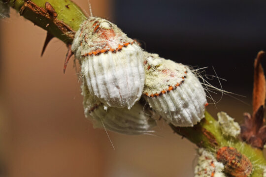 Cochenilles, nuisibles, sur une branche de rosier.
