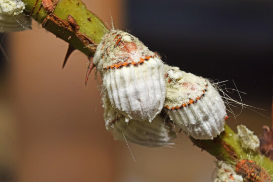Cochenilles, nuisibles, sur une branche de rosier.