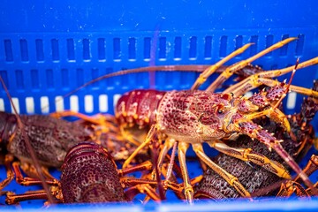Catching live Lobster in America. Fishing crayfish in Tasmania Australia. ready for chinese new year