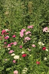 pink flowers in the garden