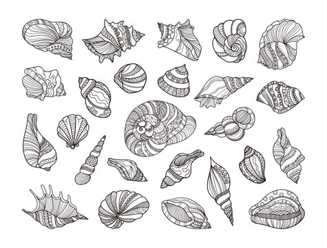 Collection of shells with ornaments. Linear black and white illustrations.