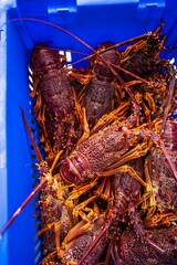 Catching live Lobster in America. Fishing crayfish in Tasmania Australia. ready for chinese new year