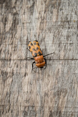 beetle on a wooden background
