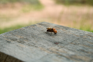 overturned beetle on a wooden background
