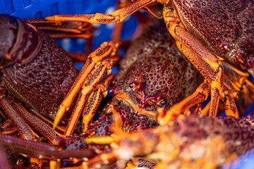 Catching live Lobster in America. Fishing crayfish in Tasmania Australia. ready for chinese new year