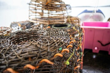 Catching live Lobster in America. Fishing crayfish in Tasmania Australia. ready for chinese new year