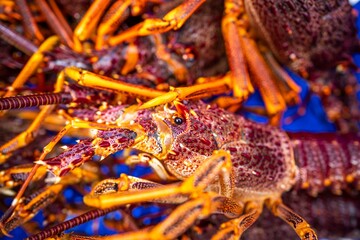 Catching live Lobster in America. Fishing crayfish in Tasmania Australia. ready for chinese new year