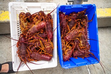 Catching live Lobster in America. Fishing crayfish in Tasmania Australia. ready for chinese new year