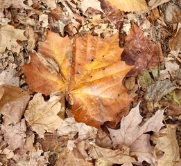 A close view of the colorful autumn leaf.