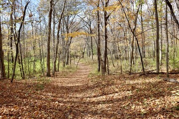 The empty autumn hiking trail in the forest.