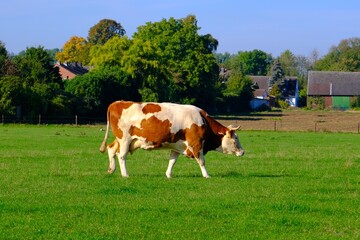 Fototapeta na wymiar Kuh auf einer grünen Wiese