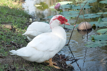 White Barbary duck foraging by the pond