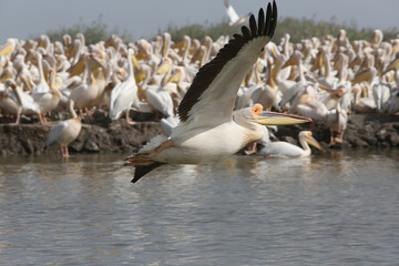 Pelicans. Djoudj National Bird Sanctuary. Pelican fly over ocean in Djoudj national park, reserve Senegal, Africa. African landscape, scenery. Senegalese nature. Bird, pelican in Senegal. Pelican bird