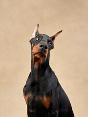 Doberman dog on a beige background. funny pet. Puppy Studio photo 