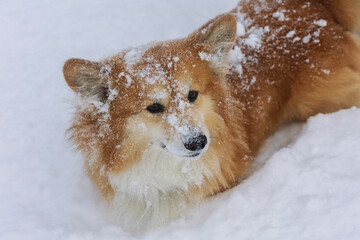 beautiful corgi dog in the snow