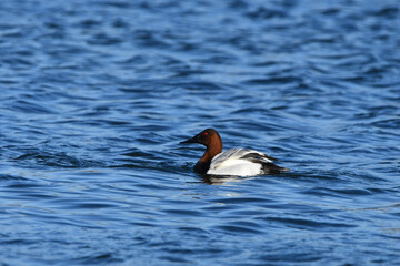 Male Canvasback duck swimming in a bay of water during  his fall migration south 