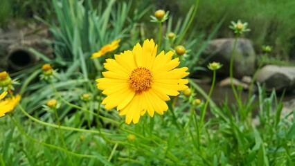 Close up of yellow coreopsis flower or tickseed in the tropical garden