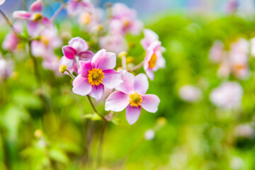 Fall-blooming pink anemone in a park