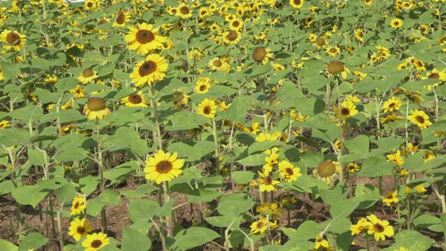 blooming sunflower in flower meadow field. Blossom agriculture