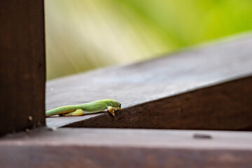 A gecko in a resort in Zanzibar