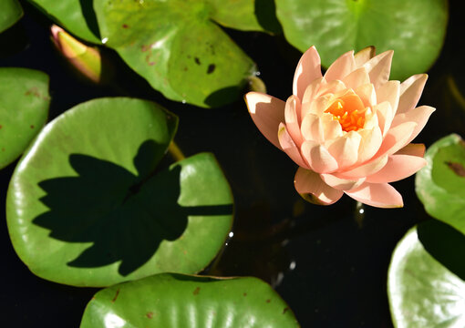 Nymphaea Clyde Ikins is a fragrant hardy water lily with petals that are creamy yellow with a hint of pink, shading to light yellow apricot