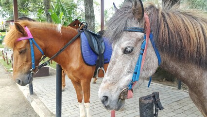 Two horses with saddle in the stable on a farm - obrazy, fototapety, plakaty