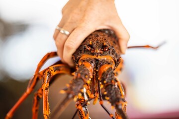 Catching live Lobster in America. Fishing crayfish in Tasmania Australia. ready for chinese new year