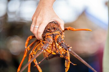 Live east coast rock lobster fishing in australia. Crayfish on a boat caught in lobster pots