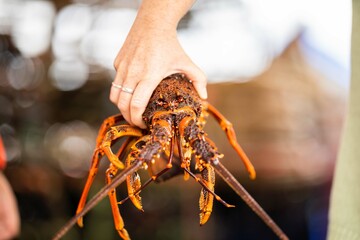 Catching live Lobster in America. Fishing crayfish in Tasmania Australia. ready for chinese new year